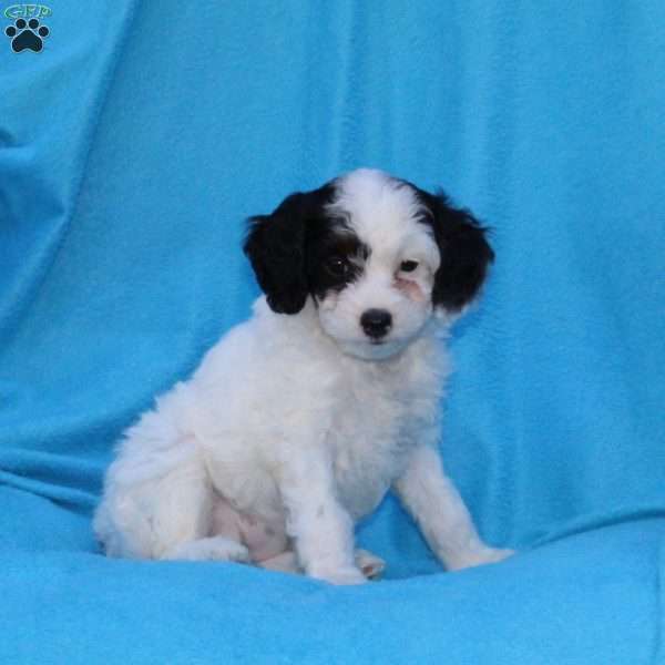 Snuggles, Cockapoo Puppy